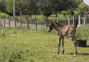 Obraz premium Foal