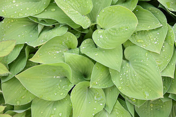 Fototapeta premium Feuilles perlées de pluie au printemps au jardin