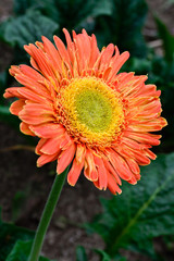 Orange Daisy