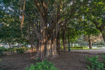 Fototapeta premium Jardines del Real, Walk in-between trees - Viveros Valencia, near old dry riverbed of the River Turia