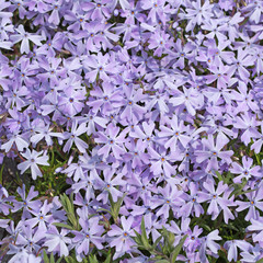 Polster-Phlox, Phlox subulata