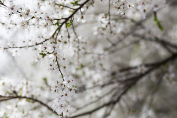 Apple flowers