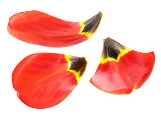 Red tulip petals close-up isolated on white background
