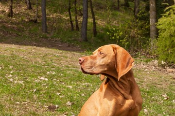Hungarian pointer Vizsla, sniffing on hunt. Dog a loyal friend of a hunter. Detail of dog head.