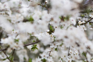 Apple flowers