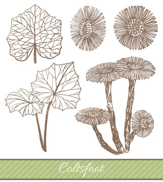 vector hand drawn illustration of coltsfoot