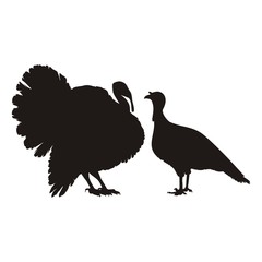 индюк и индюшка