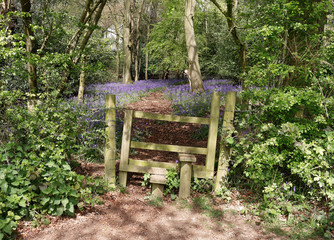 Fototapeta premium Stile leading into an English Woodland track lined with Spring Bluebells
