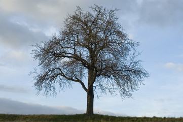 Fototapeta na wymiar kahler Baum im Vorfrühling