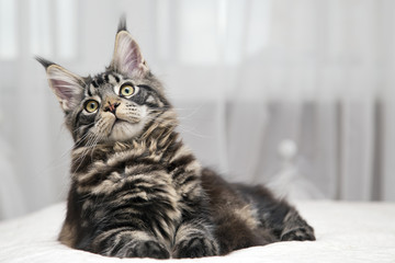 Fototapeta na wymiar Портрет подросшего котенка лежит на светлом фоне. 