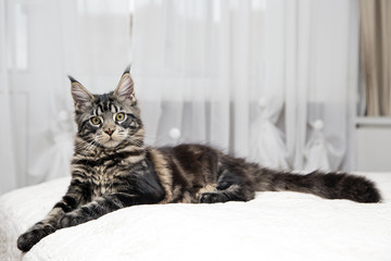 Fototapeta na wymiar Портрет подросшего котенка лежит на светлом фоне. 