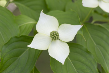 Kousa Dogwood flower