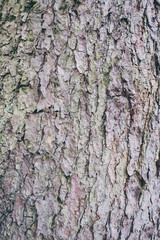 Naklejka premium Tree texture