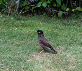 Common Myna on Maui