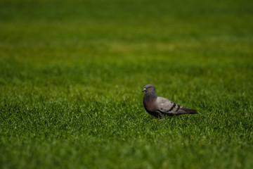 lonely Bird in the grass