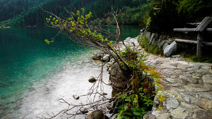 Beautiful Path Near a Forest Lake in Morskie Oko Lake National Park, Poland © Saulius