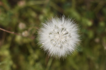Close-up of a flower ball (Tragopogon pratensis)