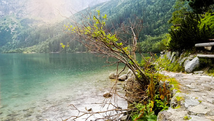 Beautiful Path Near a Forest Lake in Morskie Oko Lake National Park, Poland © Saulius
