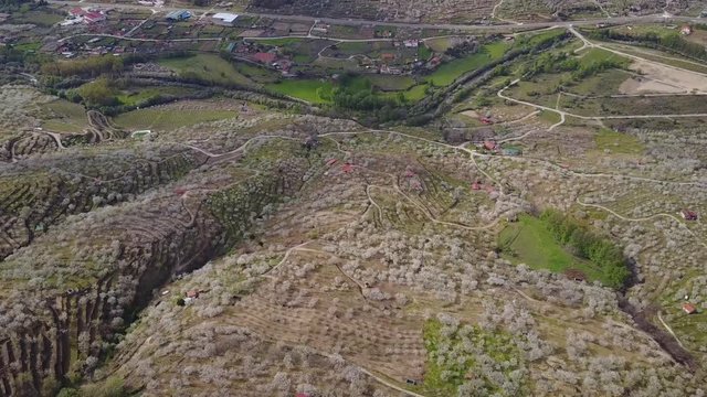 Floraci&oacute;n del cerezo en el valle del Jerte