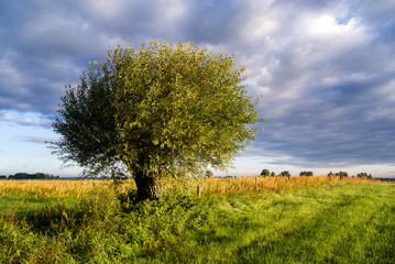 Polna wierzba © podlaski49