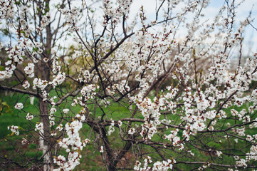 Fruit trees in the garden.