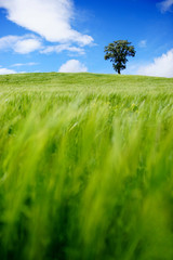 Obraz na płótnie Canvas Tree in the middle of a green field