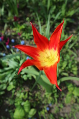 Fototapeta na wymiar Lone Tulipa 'Dyanito' red flower
