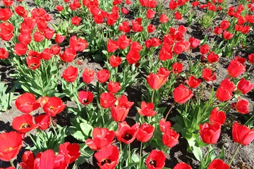 Poster de jardin Tulipe Tulip field red flowers