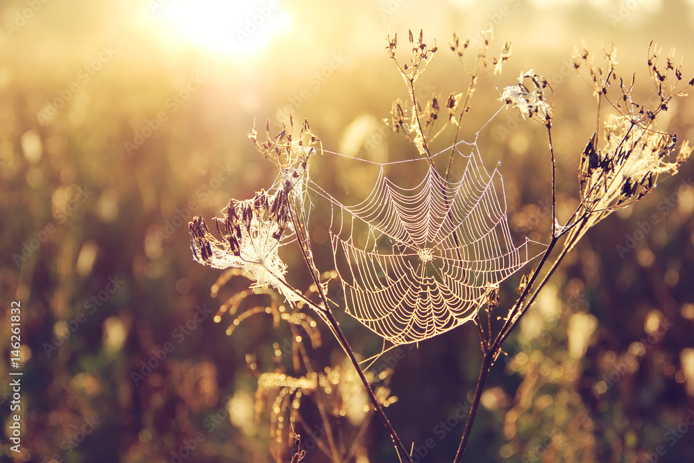 Wall mural spider web on blurred golden background with bokeh