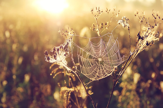spider web on blurred Golden background with bokeh