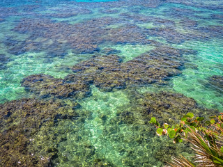 Seascape of the blue turquoise clear tropical ocean water and reef. Roatan island, Honduras.