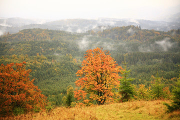 Misty autumn background