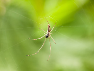 a spider hanging down close up on a web in the spring light macro