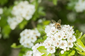 Biene beim Nektar und Pollensammeln an frischen Blüten