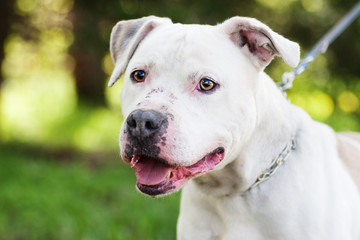Pit bull terrier dog outdoors