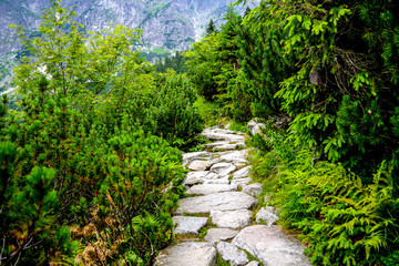 Morning in The Deep Forest. A Stone Walkway, Trail, Path