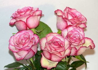 Fototapeta premium Rose flower is a symbol of beauty.