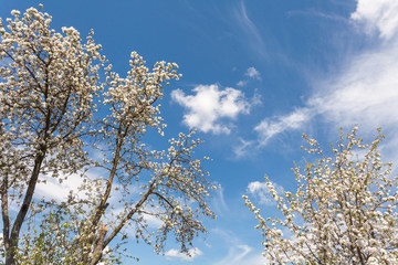 Apple trees blossoms in spring