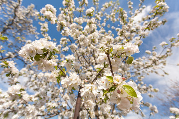 Apple trees blossoms in spring