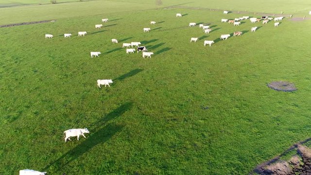 Aerial flying over maedow with white cows of the Charolais breed of taurine beef cattle from the Charolais area surrounding Charolles in Burgundy in eastern France Charolais are raised for meat 4k