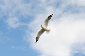 Fototapeta na wymiar white seagull flying in sky.