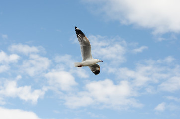 white seagull flying in sky.