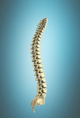 human spine 3d render on blue background