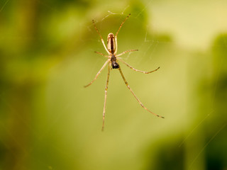 a spider hanging on its web outside waiting to catch some flies and eat them