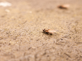 a detailed macro fly resting on the ground taken from the side with selective blur