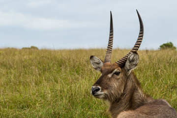 A photo of a Waterbuck's head and neck with grass and sky in the background. Picture taken in Port Elizabeth, South Africa, circa 2017