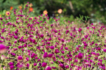 Clover glade in the Botanical Garden near Batumi, Georgia.