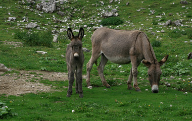 Young donkey on a mountain pasture