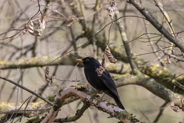 Amsel, Männchen sitzt auf dem Ast