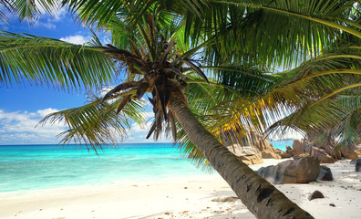 Palmen am Strand - Seychellen